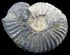 Acanthohoplites Ammonite Fossil - Caucasus, Russia #30088-1
